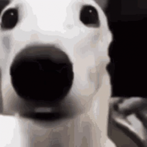 a gif of a dog looking very frightened and shaking