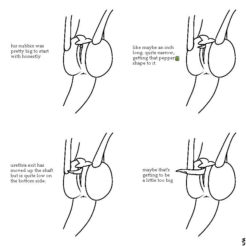 diagram detailing transgender yinglet pussy going from normal to a sizeable tdick. the urethra eventually migrates up onto it for even more penis-like activity. and the last one is a bit excessively long