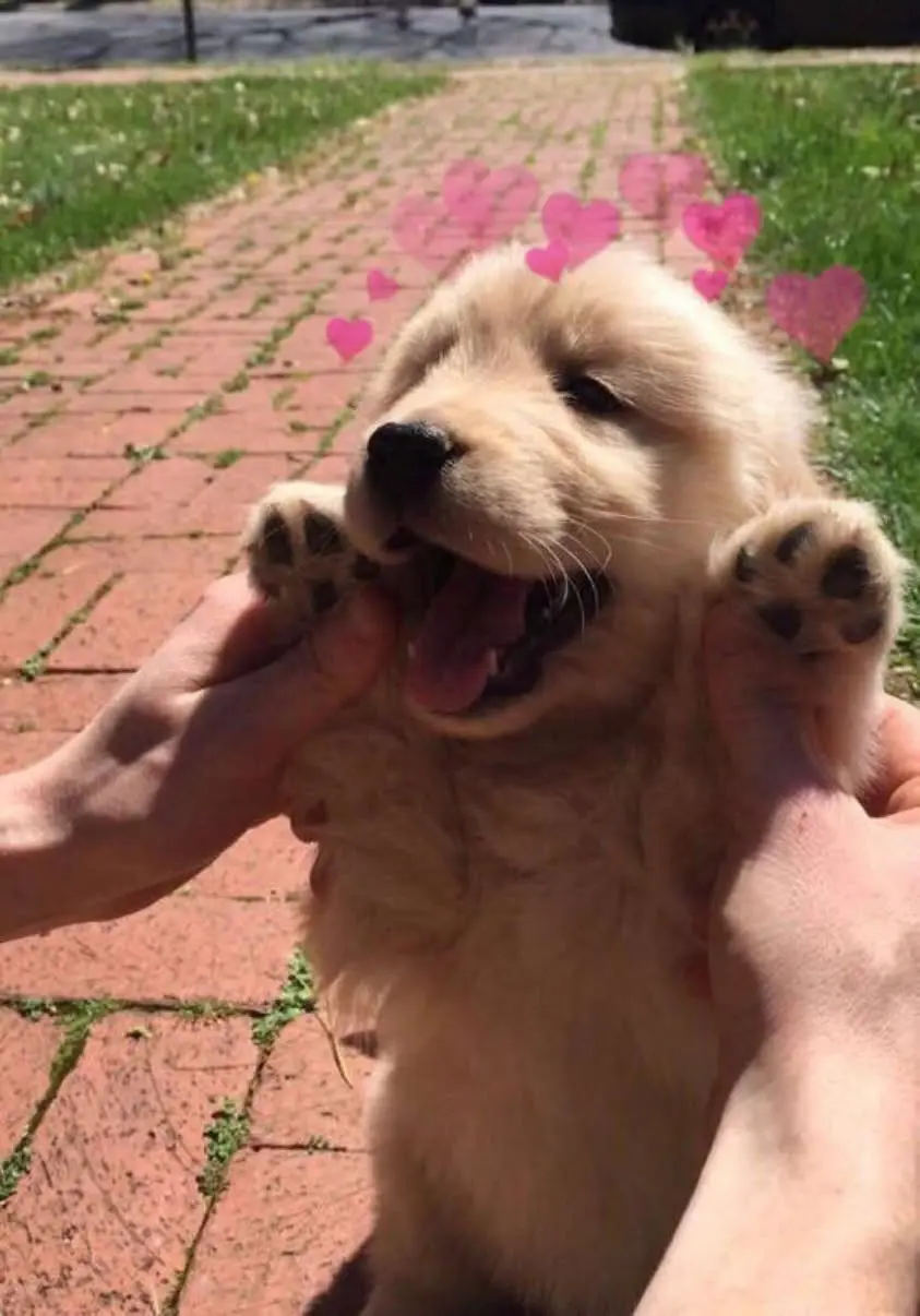 A puppy raising its paws in the air with its mouth smiling wide and hearts over its head