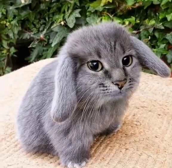 image of a rabbit that's photoshopped to have it's face swapped with a cat's face